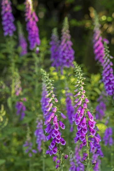 Common foxglove (Digitalis purpurea) in flower in forest in late spring, early summer