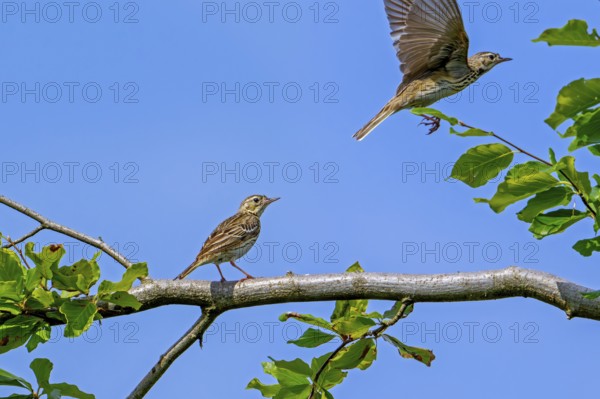 Two tree pipits (Anthus trivialis, Alauda trivialis) perched in tree at open woodland in late spring, early summer