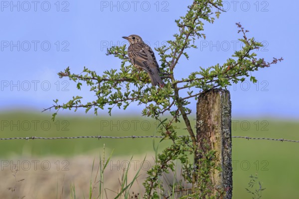 Mistle thrush (Turdus viscivorus) juvenile perched in bush along meadow in late spring, early summer
