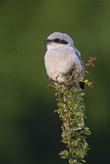 Great grey shrike (Lanius excubitor) juvenile, carnivorous songbird perched in bush along meadow in late spring, early summer