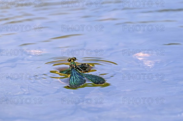Beautiful demoiselle (Calopteryx virgo) male damselfly drowning in stream because surface tension holds its wings in the water