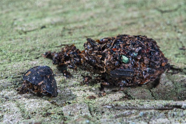 Close-up of shrike (Lanius spec.) pellet containing regurgitated undigested remains of insect legs and beetle shells, exoskeletons