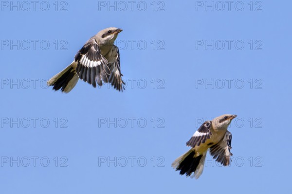 Two young great grey shrike (Lanius excubitor) juveniles flying against blue sky in late spring, early summer