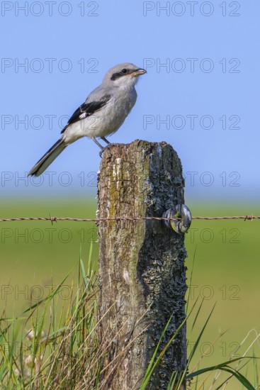 Great grey shrike (Lanius excubitor) juvenile perched on weathered wooden fence post with barbed wire along meadow in late spring, early summer