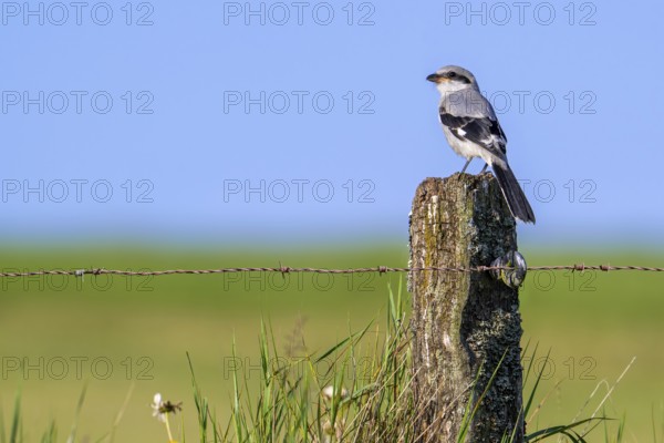 Great grey shrike (Lanius excubitor) juvenile perched on weathered wooden fence post with barbed wire along meadow in late spring, early summer