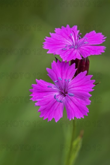 Carthusian pink (Dianthus carthusianorum) in flower, herbaceous perennial plant native to Europe
