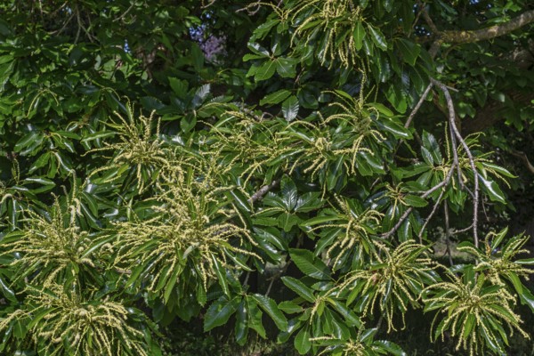 Sweet chestnut, Spanish chestnut, European chestnut (Castanea sativa) close-up of long yellow catkins of male flowers in late spring, early summer