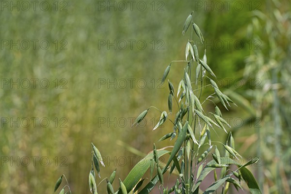 Common oat (Avena sativa), close-up of spikelets, cereal grain used for human consumption and as livestock feed