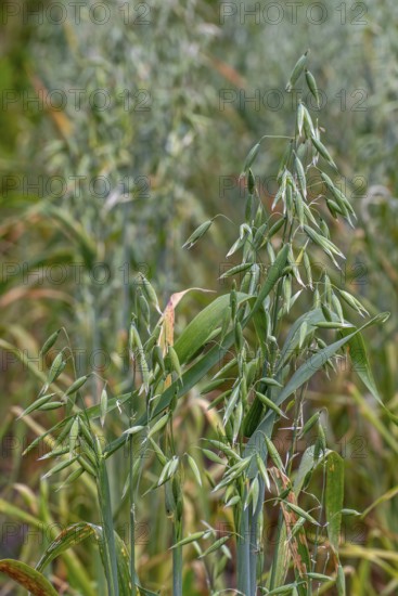 Common oat (Avena sativa), close-up of spikelets, cereal grain used for human consumption and as livestock feed