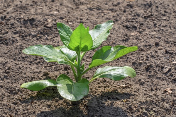 Cultivated tobacco, common tobacco (Nicotiana tabacum) plant on field in late spring, early summer, native to the Caribbean