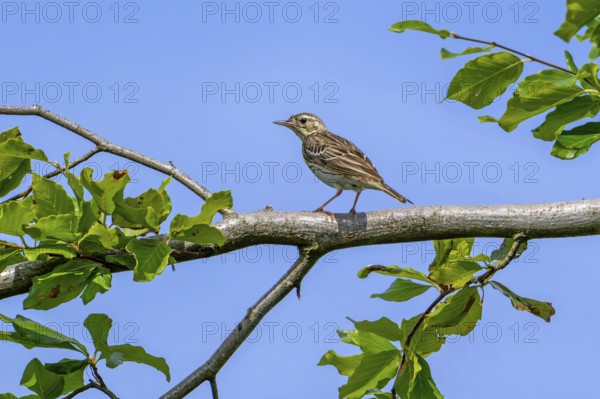 Tree pipit (Anthus trivialis, Alauda trivialis) perched in tree at open woodland in late spring, early summer