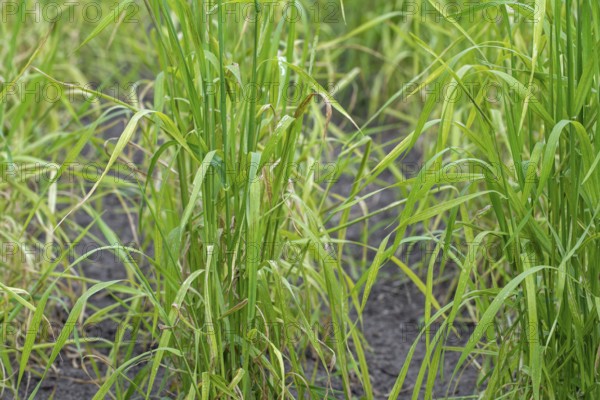 Domesticated einkorn wheat (Triticum monococcum) plants on field in late spring, early summer