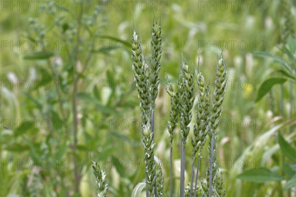 Lavett, common spring wheat, bread wheat (Triticum aestivum) variety for organic cultivation. Close-up of spikes in late spring, early summer