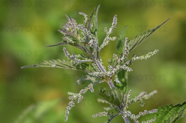 Common nettle, burn nettle, stinging nettle, nettle leaf, stinger (Urtica dioica), close-up of female flowers in late spring, early summer