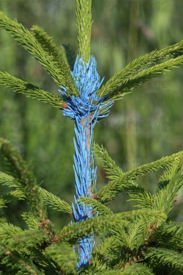 Spruce tree sapling painted blue with marking paint containing bitter components and acting as visual repellent against browsing game like roe dee