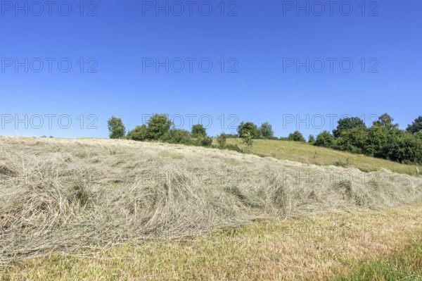 Partially dried mown grass in field, meadow, used as animal, livestock fodder drying before being baled into hay bales in early summer