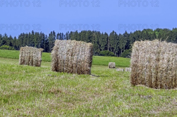 Baled partially dried mown grass in field, meadow in early summer, formed into cylindrical hay bales used as animal, livestock fodder