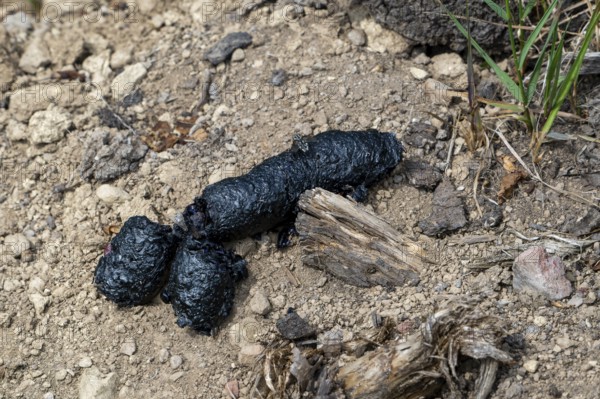 Close-up of black coloured droppings, faeces, poo from red fox (Vulpes vulpes) full of insects and undigested beetle shields in early summer