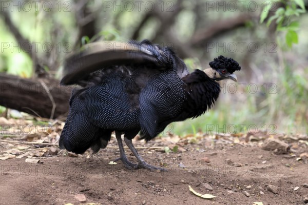 Ruffed guinea fowl (Guttera pucherani), adult, on the ground, grooming, Kruger, Kruger National Park, South Africa