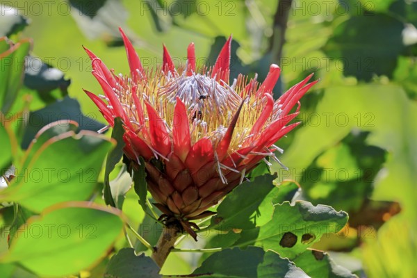 King Protea (Protea cynaroides), flower, flowering, flower, in spring, Kirstenbosch Botanical Gardens, Cape Town, South Africa