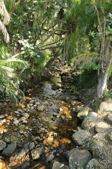 Kirstenbosch Botanical Garden, landscape, stream, in spring, water, Cape Town, South Africa