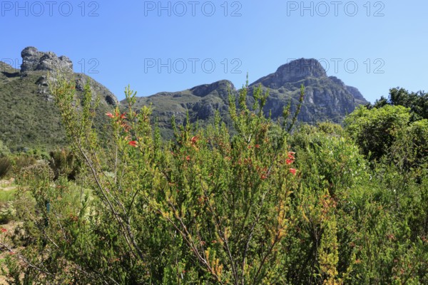 Kirstenbosch Botanical Garden, landscape, lush vegetation, in spring, flowers, blooming, blossoms, shrubs, Cape Town, South Africa