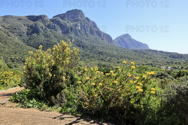 Kirstenbosch Botanical Garden, landscape, lush vegetation, in spring, flowers, blooming, blossoms, pincushion protea, Cape Town, South Africa