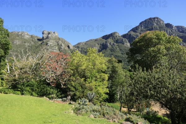 Kirstenbosch Botanical Garden, landscape, lush vegetation, in spring, Cape Town, South Africa