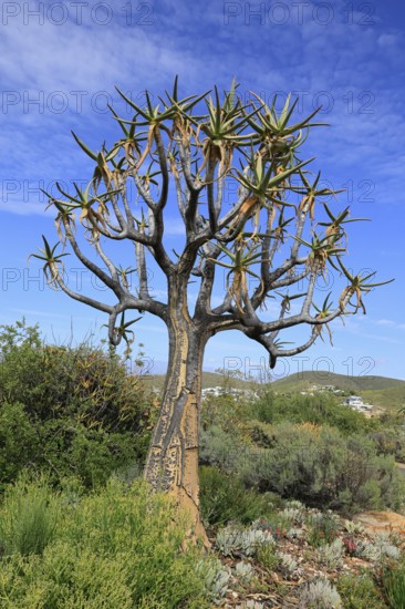 Quiver tree (Aloe dichotoma), Kokerboom, Aloes, Karoo Desert Botanic Garden, Worcester, Western Cape, South Africa