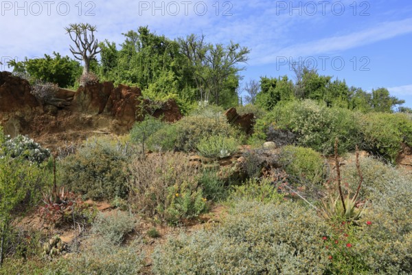 Karoo Desert National Botanical Garden, landscape, in spring, semi-desert, Worcester, Western Cape, South Africa