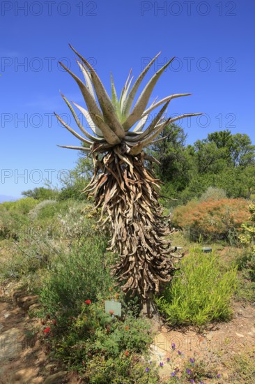 Cape Aloe, Aloe ferox, plant, Karoo Desert Botanic Garden, Worcester, Western Cape, South Africa