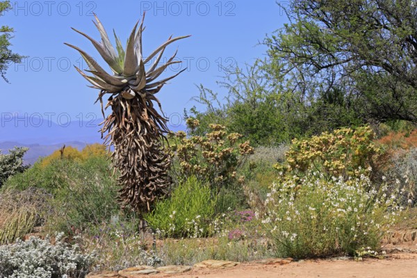 Cape Aloe, Aloe ferox, plant, Karoo Desert Botanic Garden, Worcester, Western Cape, South Africa