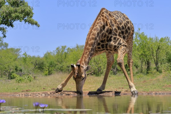 Cape giraffe (Giraffa camelopardalis giraffa), adult, water, drinking, Kruger, Kruger National Park, South Africa