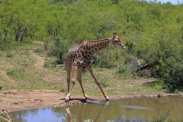 Cape giraffe (Giraffa camelopardalis giraffa), adult, water, Kruger, Kruger National Park, South Africa