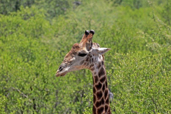 Cape giraffe (Giraffa camelopardalis giraffa), adult, portrait, alert, Kruger, Kruger National Park, South Africa