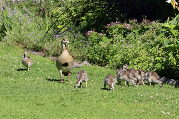 Egyptian goose (Alopochen aegyptiaca), adult, young, alert, in a meadow, chicks, foraging, Kirstenbosch Botanical Gardens, Cape Town, South Africa
