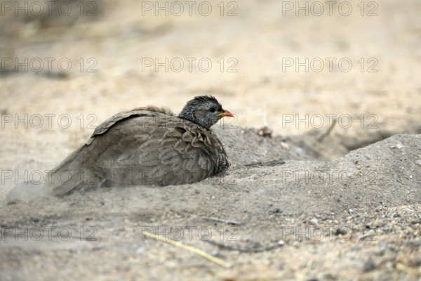 Natal Francolin (Pternistis natalensis), adult, on the ground, sand bath, plumage care, Kruger, Kruger National Park, South Africa