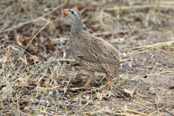 Natal Francolin (Pternistis natalensis), adult, foraging, on the ground, Kruger, Kruger National Park, South Africa