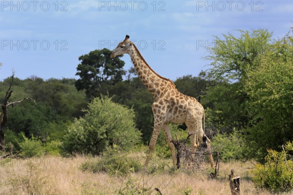 Cape giraffe, (Giraffa camelopardalis giraffa), adult, running, foraging, Kruger, Kruger National Park, South Africa