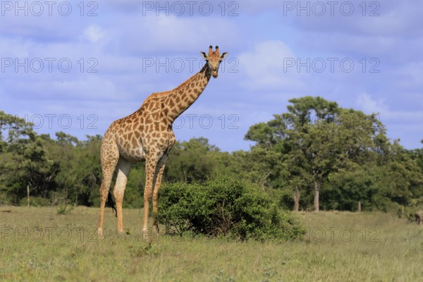 Cape giraffe, (Giraffa camelopardalis giraffa), adult, foraging, Kruger, Kruger National Park, South Africa