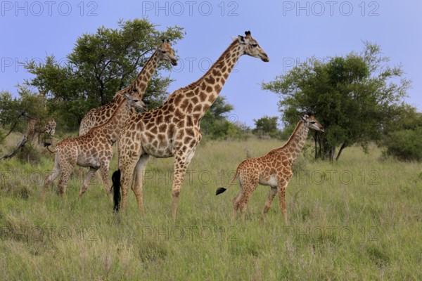 Cape giraffe, (Giraffa camelopardalis giraffa), adult, juvenile, group, Kruger, Kruger National Park, South Africa