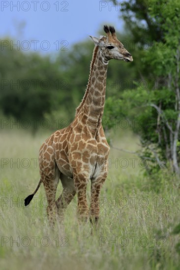 Cape giraffe, (Giraffa camelopardalis giraffa), young animal, alert, Kruger, Kruger National Park, South Africa