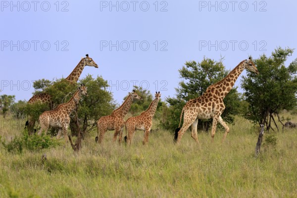Cape giraffe, (Giraffa camelopardalis giraffa), adult, juvenile, group, vigilant, Kruger, Kruger National Park, South Africa