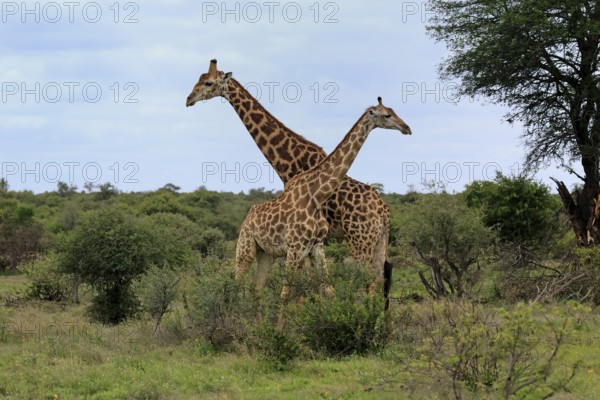 Cape giraffe, (Giraffa camelopardalis giraffa), adult, pair, Kruger, Kruger National Park, South Africa