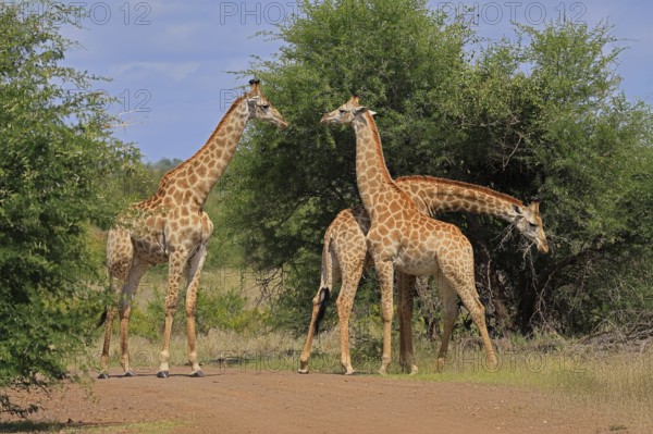 Cape giraffe, (Giraffa camelopardalis giraffa), adult, group, foraging, Kruger, Kruger National Park, South Africa