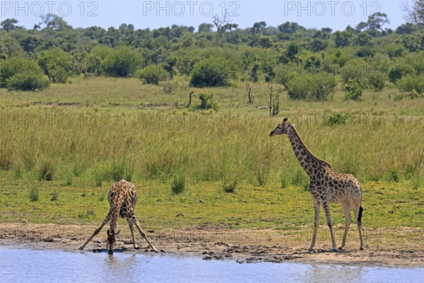 Cape giraffe (Giraffa camelopardalis giraffa), adult, two, water, drinking, Kruger, Kruger National Park, South Africa