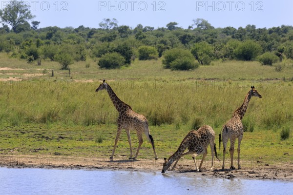 Cape giraffe (Giraffa camelopardalis giraffa), adult, three, water, drinking, Kruger, Kruger National Park, South Africa