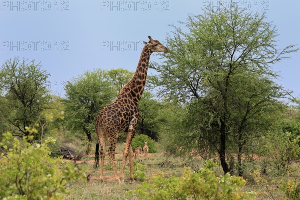 Cape giraffe, (Giraffa camelopardalis giraffa), adult, feeding, Kruger, Kruger National Park, South Africa