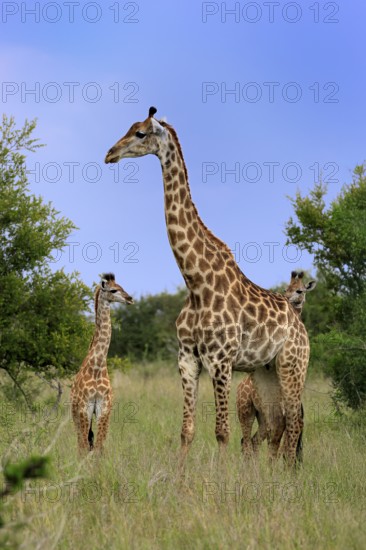 Cape giraffe, (Giraffa camelopardalis giraffa), adult, juvenile, group, Kruger, Kruger National Park, South Africa