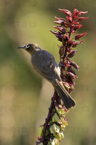 Cape Bulbul (Pycnonotus capensis), adult, on flower, foraging, Kirstenbosch Botanic Gardens, Cape Town, South Africa